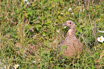 Pheasant female bird