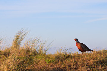 Pheasant male bird standing on a hill