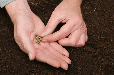 Sowing seeds