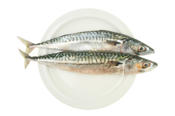 Two mackerel on a plate