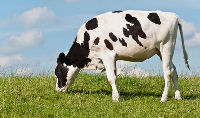 Young black and white cow grazing at grass