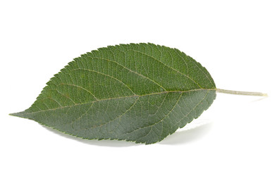 Green apple leaf