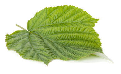 Fototapeta premium Green raspberry leaf