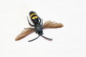 Avispa, vespidae