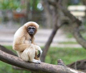 White handed Gibbon or Lar Gibbon