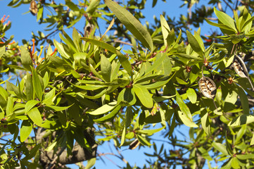 Notro (Embothrium coccineum)