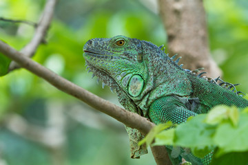 Fototapeta premium iguana