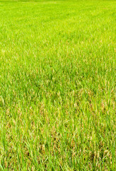 From the beginning of rice grains