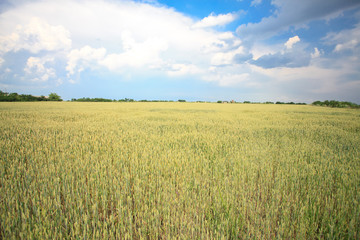 wheat field landscape