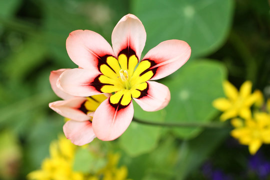 Sparaxis, Harlequin Flower, close up
