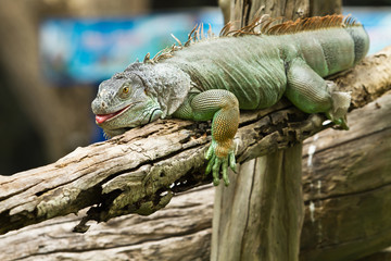 iguana