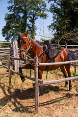 cavallo con sella