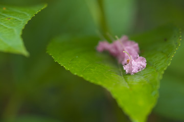 アジサイの葉に落ちた花弁