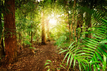 Fototapeta na wymiar w australijskiej dżungli