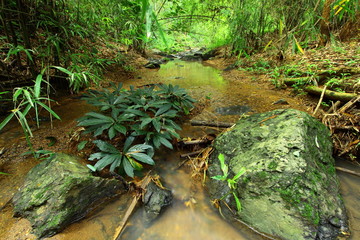 Rill under the rainy season,Thailand