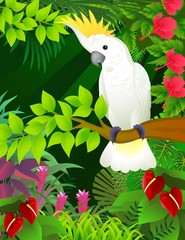 Cockatoo in the tropical forest
