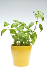 Basil Plant on Gradient Background