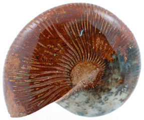 ammonite fossile