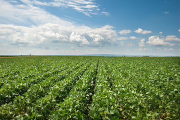 soy field