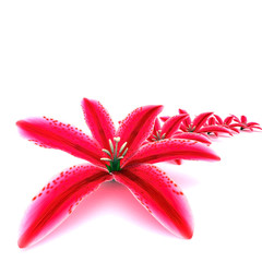 beautiful flower image on white background