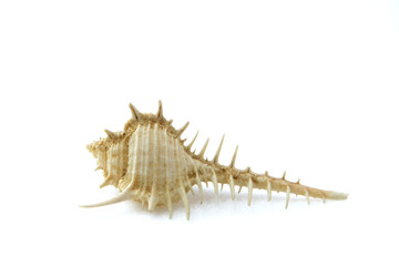 Conch   shell