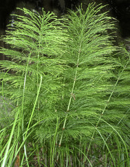 herb - horsetail
