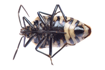 shield back stink bug