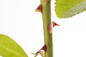 Rosenstengel mit weissem Hintergrund