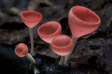 Pink Burn Cup Mushroom