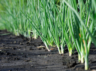 onion plantation after the rain