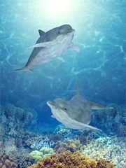 Crédence de cuisine en verre imprimé Dauphins dauphins heureux