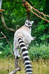Naklejka premium Cute Lemur