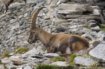 Alpine ibex - Steinbock