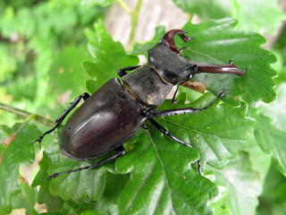 Hirschkäfer - stag beetle - Lucanus cervus