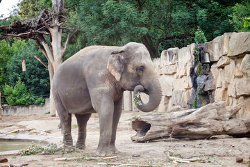 Naklejka premium African elephant
