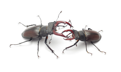 stag beetle