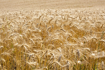 Wheat Field
