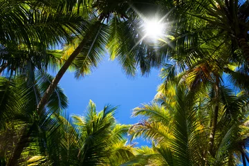 Fototapete palm tree background © Ramona Heim
