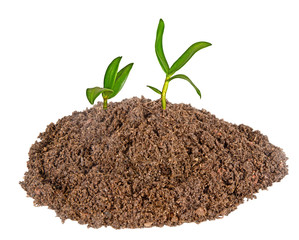 orchid seedling growing from soil
