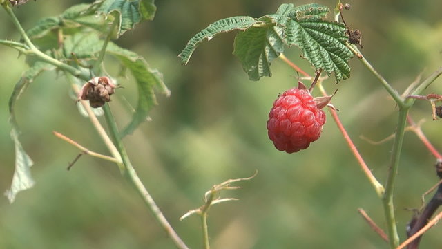 Closeup HD 1080 shot of raspberry on a branch.
