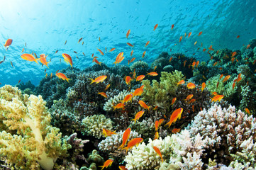 Obraz premium coral reef