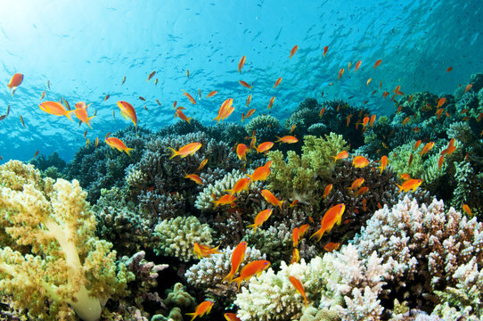 Fototapeta coral reef