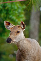 Naklejka na ściany i meble profile close up of axis deer brown