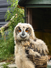 Owl