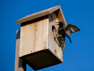 birdhouse with blackbird