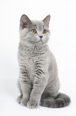 British kittens on white background