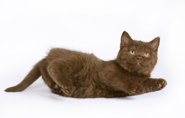 chocolate British kitten