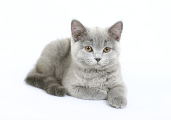 British kitten on white background