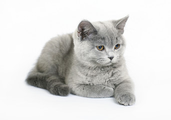 British kitten on white background