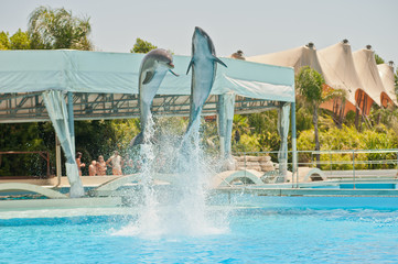 dolphins